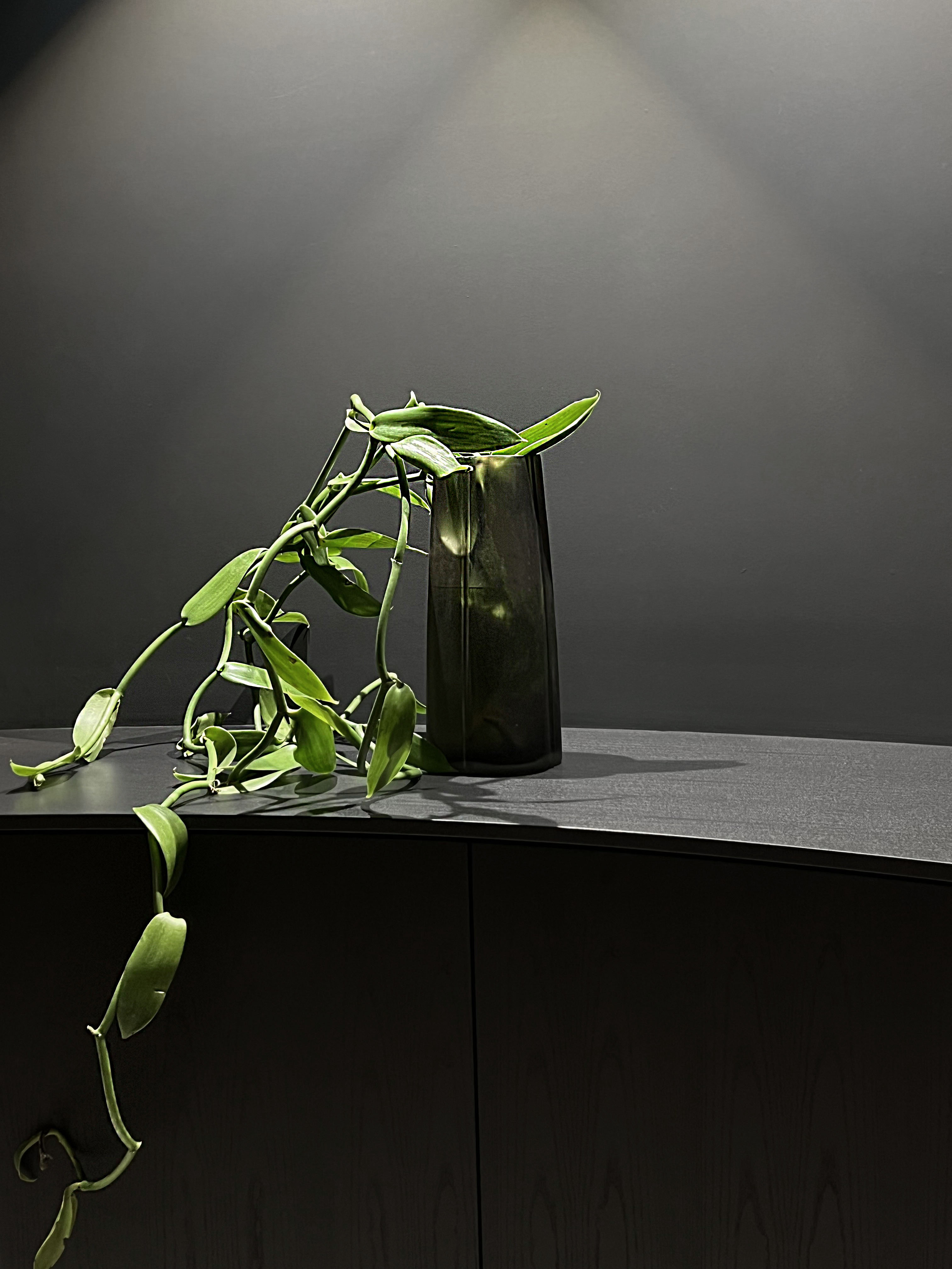 vanilla vine · living
